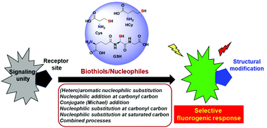Graphical abstract: Nucleophilicity of cysteine and related biothiols and the development of fluorogenic probes and other applications