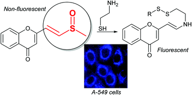 Graphical abstract: On the role of the vinylsulfoxide side chain of dirchromone towards its bioactivities