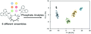 Graphical abstract: A colorimetric sensor array for the classification of biologically relevant tri-, di- and mono-phosphates