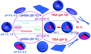 Graphical abstract: Synthesis, thermoresponsivity and multi-tunable hierarchical self-assembly of multi-responsive (AB)mC miktobrush-coil terpolymers