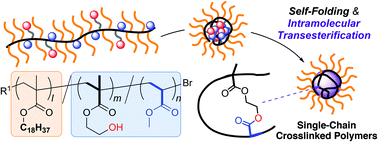 Graphical abstract: Single-chain crosslinked polymers via the transesterification of folded polymers: from efficient synthesis to crystallinity control