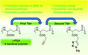 Graphical abstract: “Clickable” bacterial poly(γ-glutamic acid)