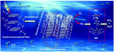 Graphical abstract: In-plane polarization induced by the hydrogen bonding and π–π stacking of functionalized PDI supramolecules for the efficient photocatalytic degradation of organic pollutants