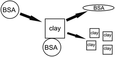 Graphical abstract: Interaction among clays and bovine serum albumin