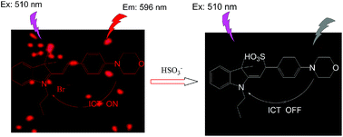 Graphical abstract: An effective biocompatible fluorescent probe for bisulfite detection in aqueous solution, living cells, and mice
