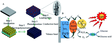 Graphical abstract: Enhanced photoelectrochemical biosensing performance for Au nanoparticle–polyaniline–TiO2 heterojunction composites