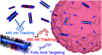 Graphical abstract: Cellular uptake and targeting of low dispersity, dual emissive, segmented block copolymer nanofibers