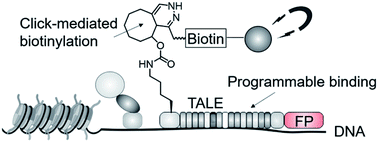 Graphical abstract: Encoded, click-reactive DNA-binding domains for programmable capture of specific chromatin segments