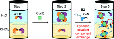 Graphical abstract: Phase transfer of metal cations by induced dynamic carrier agents: biphasic extraction based on dynamic covalent chemistry