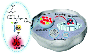 Graphical abstract: A self-immolated fluorogenic agent triggered by H2S exhibiting potential anti-glioblastoma activity