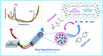 Graphical abstract: Fast, sensitive and selective simultaneous determination of paraquat and glyphosate herbicides in water samples using a compact electrochemical sensor