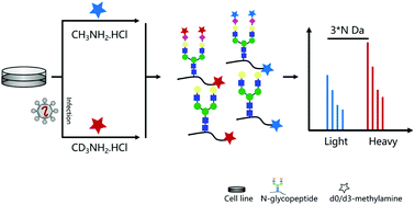 Graphical abstract: One step carboxyl group isotopic labeling for quantitative analysis of intact N-glycopeptides by mass spectrometry
