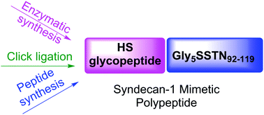 Graphical abstract: Convergent chemoenzymatic synthesis and biological evaluation of a heparan sulfate proteoglycan syndecan-1 mimetic