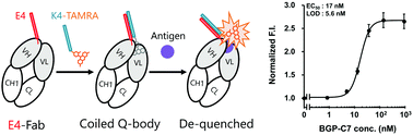 Graphical abstract: Rapid construction of fluorescence quenching-based immunosensor Q-bodies using α-helical coiled-coil peptides
