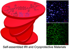 Graphical abstract: Synthesis, self-aggregation and cryopreservation effects of perylene bisimide–glycopeptide conjugates