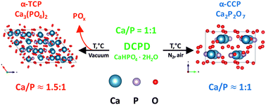 Graphical abstract: The influence of annealing conditions on the Ca/P ratio and phase transformations in bulk calcium phosphates