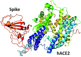 Graphical abstract: A multiple-step in silico screening protocol to identify allosteric inhibitors of Spike–hACE2 binding
