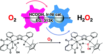 Graphical abstract: Hydrogen peroxide production from oxygen and formic acid by homogeneous Ir–Ni catalyst