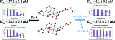 Graphical abstract: Nitric oxide release and related light-induced cytotoxicity of ruthenium nitrosyls with coordinated nicotinate derivatives