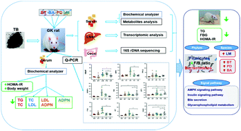 Graphical abstract: Theabrownin-targeted regulation of intestinal microorganisms to improve glucose and lipid metabolism in Goto-Kakizaki rats