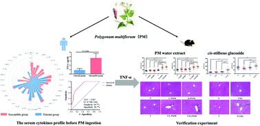 Graphical abstract: Clinical correlation between serum cytokines and the susceptibility to Polygonum multiflorum-induced liver injury and an experimental study