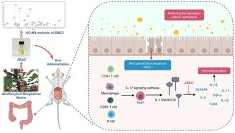 Graphical abstract: Protective mechanisms of Zanthoxylum bungeanum essential oil on DSS-induced ulcerative colitis in mice based on a colonic mucosal transcriptomic approach