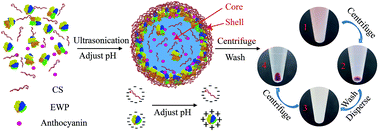 Graphical abstract: Nanocapsules formed by interactions between chondroitin sulfate and egg white protein for encapsulating hydrophilic ingredients