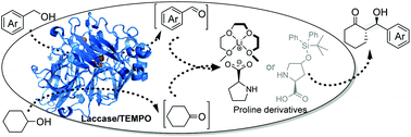 Graphical abstract: A chemo-enzymatic oxidation/aldol sequential process directly converts arylbenzyl alcohols and cyclohexanol into chiral β-hydroxy carbonyls