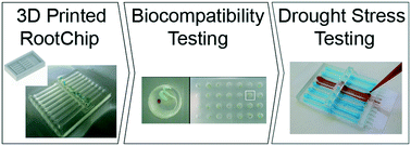 Graphical abstract: A 3D-printed Arabidopsis thaliana root imaging platform