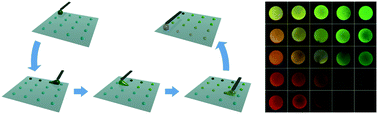 Graphical abstract: Rapid generation of hybrid biochemical/mechanical cues in heterogeneous droplets for high-throughput screening of cellular responses