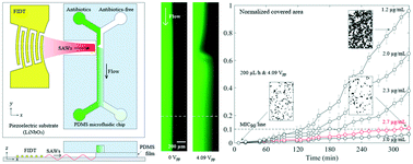 Graphical abstract: Antibiotic susceptibility test under a linear concentration gradient using travelling surface acoustic waves
