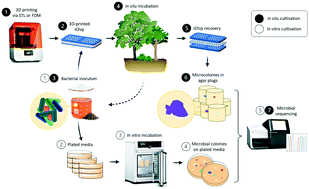 Graphical abstract: A three-dimensional (3D) printing approach to fabricate an isolation chip for high throughput in situ cultivation of environmental microbes