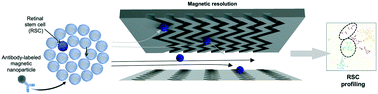 Graphical abstract: A microfluidic platform enables comprehensive gene expression profiling of mouse retinal stem cells