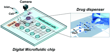 Graphical abstract: Cancer drug screening with an on-chip multi-drug dispenser in digital microfluidics