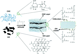 Graphical abstract: A graphene oxide modified cellulose nanocrystal/PNIPAAm IPN hydrogel for the adsorption of Congo red and methylene blue
