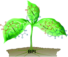 Graphical abstract: Strategies for total synthesis of bispyrrolidinoindoline alkaloids