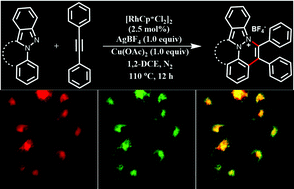 Graphical abstract: Rh(iii)-Catalysed synthesis of cinnolinium and fluoranthenium salts using C–H activation/annulation reactions: organelle specific mitochondrial staining applications