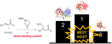 Graphical abstract: The role of streptavidin and its variants in catalysis by biotinylated secondary amines