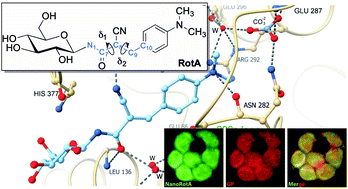 Graphical abstract: A glucose-based molecular rotor inhibitor of glycogen phosphorylase as a probe of cellular enzymatic function