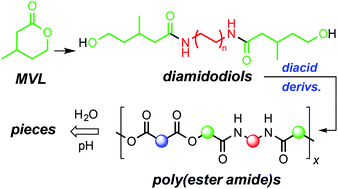 Graphical abstract: β-Methyl-δ-valerolactone-containing thermoplastic poly(ester-amide)s: synthesis, mechanical properties, and degradation behavior