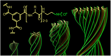 Graphical abstract: Higher-order interfiber interactions in the self-assembly of benzene-1,3,5-tricarboxamide-based peptides in water