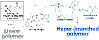 Graphical abstract: Cyclic ethylene phosphates with (CH2)nCOOR and CH2CONMe2 substituents: synthesis and mechanistic insights of diverse reactivity in aryloxy-Mg complex-catalyzed (co)polymerization
