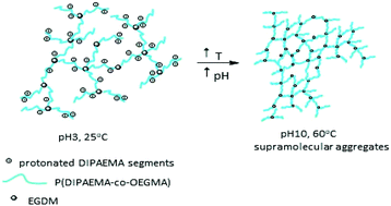 Graphical abstract: Multi-responsive poly(oligo(ethylene glycol)methyl methacrylate)-co-poly(2-(diisopropylamino)ethyl methacrylate) hyperbranched copolymers via reversible addition fragmentation chain transfer polymerization