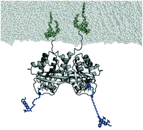 Graphical abstract: The Ras dimer structure
