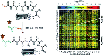 Graphical abstract: Learning the structure–activity relationship (SAR) of the Wittig reaction from genetically-encoded substrates