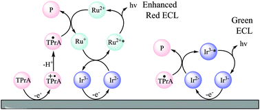 Graphical abstract: A redox-mediator pathway for enhanced multi-colour electrochemiluminescence in aqueous solution