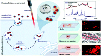 Graphical abstract: Complex cellular environments imaged by SERS nanoprobes using sugars as an all-in-one vector