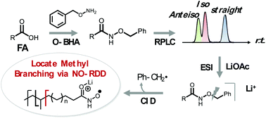 Graphical abstract: Profiling of branched-chain fatty acids via nitroxide radical-directed dissociation integrated on an LC-MS/MS workflow