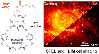 Graphical abstract: A multicomponent reaction platform towards multimodal near-infrared BODIPY dyes for STED and fluorescence lifetime imaging