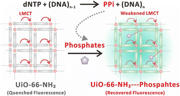 Graphical abstract: Monitoring nucleic acid amplification process using a UiO-66-NH2-based fluorescent sensor